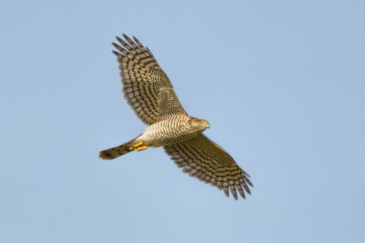Sparviero (Accipiter nisus)